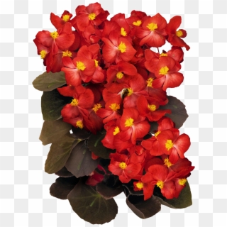 Red Wax Begonia Seeds - Begonia Clipart