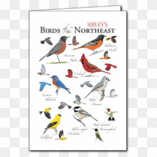 Sibley's Birds Of The Northeast Regional Card - North East Birds Clipart