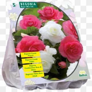 Begonia Duo Pink / White - Floribunda Clipart