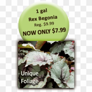 1 Gal Rex Begonia - Begonia Clipart