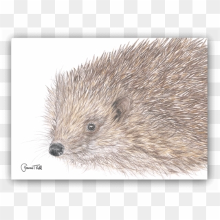 Hedgehog Greeting Card - Domesticated Hedgehog Clipart