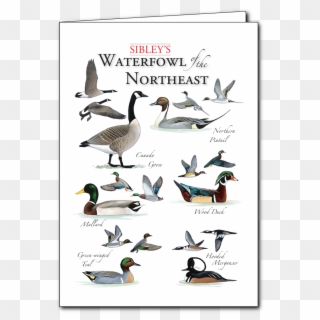 Sibley's Waterfowl Of The Northeast Regional Card - W. R. Berkley Clipart