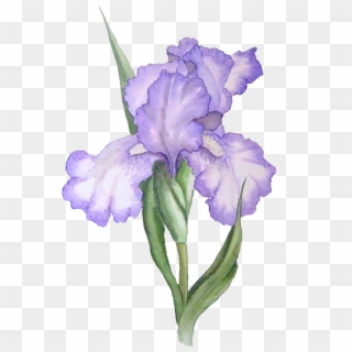 Flower Clip Art Free - Purple Flowers Watercolor Transparent - Png Download