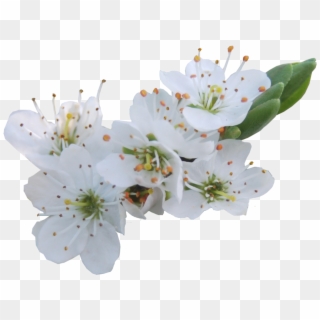 Flowers Png Format - White Cherry Flower Png Clipart