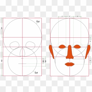 The Golden Ratio In - Human Head Proportions Clipart
