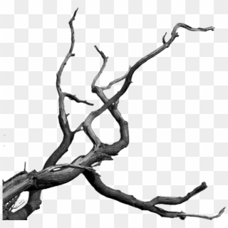 Bare Tree Branch Png Clipart