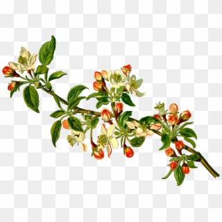 Branch Clipart Apple Tree - Malus Domestica - Png Download
