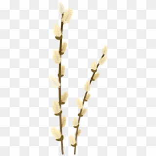 Willow Tree Branch Transparent Png Clip Art Image - Pussywillow Png