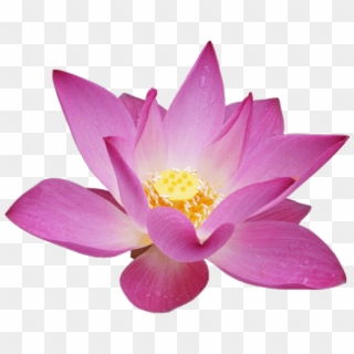 Free Png Download Lotus Flower Png Images Background - Lotus Flower Transparent Background Clipart