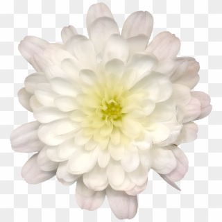 Lotus Flower Png - Dahlia Clipart