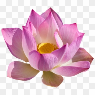 Lotus Picture Transparent Background Clipart