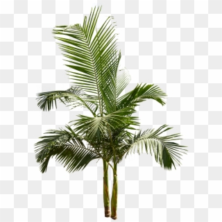1096 X 1500 7 - King Palm Png Clipart