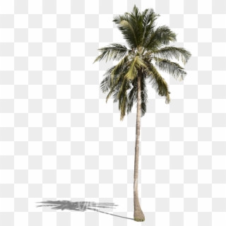 Palm Tree Png Download Image - Borassus Flabellifer Clipart