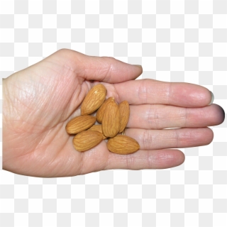 Almonds In Palm Png Image - Badam In Hand Clipart
