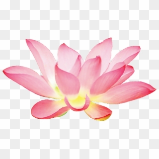 Lotus Sticker - Pink Lotus Flower Png Clipart