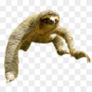 Download Sloth Jump Png Images Background - Sloth Png Clipart