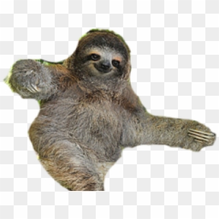 Sloth With No Background Clipart