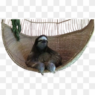 View Swing Sloth Png , - If You Gon Act Like A Bitch Gif Clipart