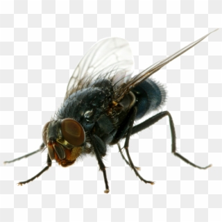 Fly Png Pic - Transparent House Fly Png Clipart
