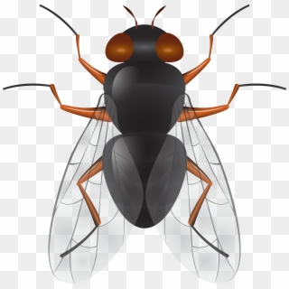 Fly Png Clip Art Transparent Png