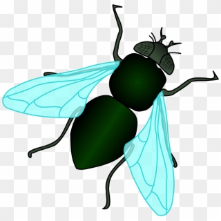 Fly Background Png - Cartoon House Fly Clipart