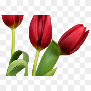 Transparent Tulips Png Flowers Clipart Clipart Pinterest
