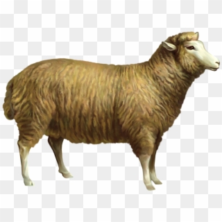 Sheep Png Gif Clipart