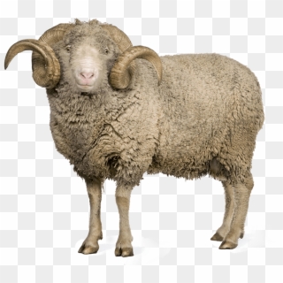 Sheep And Wool Png - Sheeps Png Clipart