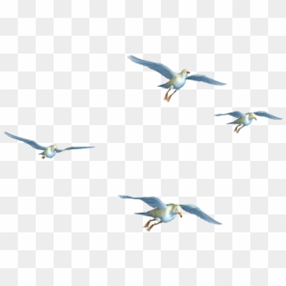 Fly Clipart Png Transparent Png