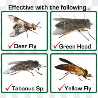 Free Png Download Horse Fly Vs Deer Fly Png Images - Net-winged Insects Clipart