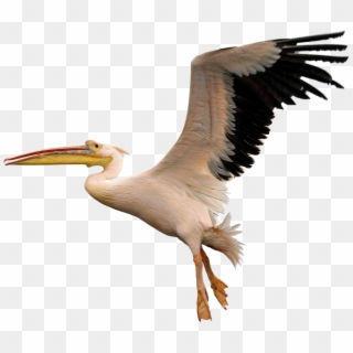 Fly Download Png Image - Pelican Transparent Clipart