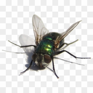 Fly Bug Clipart