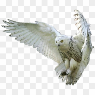 Owl Owls Whiteowl Hedwig Forest Fly Bird Birds Clipart