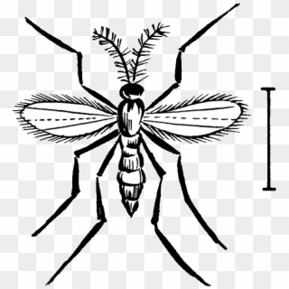 Hessian Fly - Bee Clipart