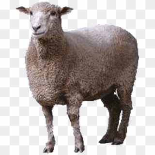 Sheep Png Free Download - Animals Clipart