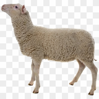 Adult Sheep White Background Clipart