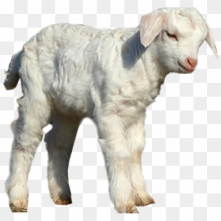 Sheep Png Transparent Images - Sheep Clipart