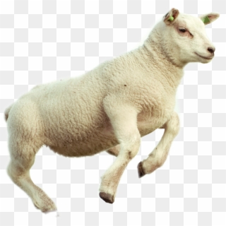 Lamb Sticker - Jumping Sheep Clipart