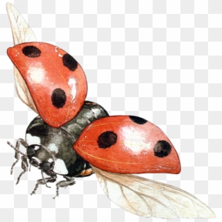 Ladybug - Ladybird Png Clipart
