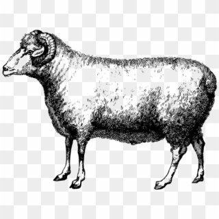 Sheep, Wool Farms Ottawa - Dibujos De Borregos A Lapiz Clipart