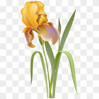 Free Png Download Iris Flower Clipart Png Photo Png - Iris Flower Iris Png Transparent Png