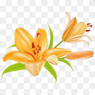 Lilies Flower Clipart - Clip Art Of Lily Flower - Png Download