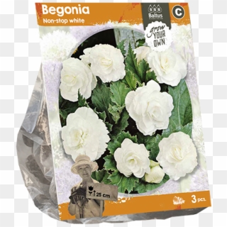 222100 Begonia Non-stop White Per 3 - Bouquet Clipart
