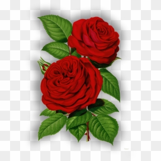 Rosas Png Sin Fondo - Victorian Red Roses Clipart