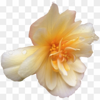 Begonia , Png Download - Begonia Clipart