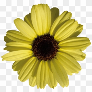 You May Also Like - Daisy Clipart
