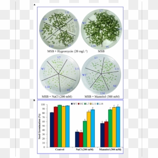 Seed Germination Analysis Of Transgenic Tobacco Plants - Circle Clipart