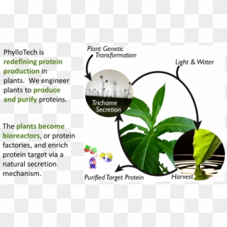 Maize Seed Protein Factories - Protein Production In Plants Clipart