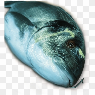 Tamaño - - Marine Mammal Clipart