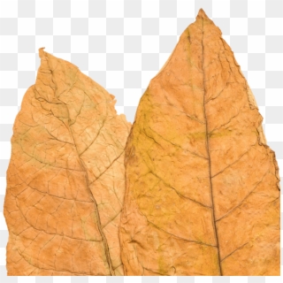 Tobacco Leaf - Gambel Oak Clipart